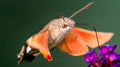 Nectar-Feeding Moth — Original Bugg Creation