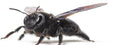 Xylocopa (Carpenter Bee) — Original Bugg Creation