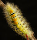 Yellow Woolly Bear Caterpillar — Original Bugg Creation