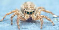 Jumping Spider — Original Bugg Creation