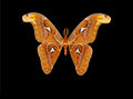 Atlas Moth — Original Bugg Creation