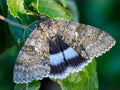 Underwing Moth — Original Bugg Creation