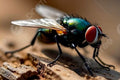 Housefly — Original Bugg Creation