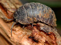 Woodlouse — Original Bugg Creation