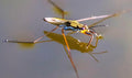Water Strider — Original Bugg Creation
