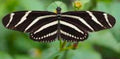 Zebra Longwing Butterfly — Original Bugg Creation