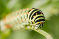 Caterpillar-Original Bugg Creation
