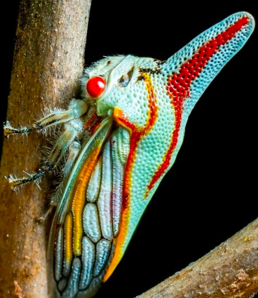 Treehopper — Original Bugg Creation