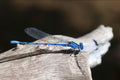 Dragonfly — Original Bugg Creation