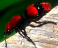 Red Velvet Ant — Original Bugg Creation