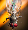 Fruit Fly — Original Bugg Creation