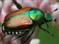 Japanese Beetle — Original Bugg Creation