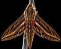 Hawk Moth — Original Bugg Creation