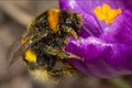Bumblebee- Original Bugg creation