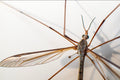 Crane Fly — Original Bugg Creation