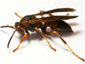Paper Wasp — Original Bugg Creation