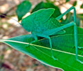 Katydid — Original Bugg Creation