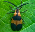 Net-Winged Beetle — Original Bugg Creation