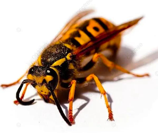 HoneyBee — Original Bugg Creation