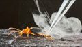 Bombardier beetle- original bugg creation