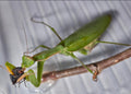 Mantis (Praying Mantis) — Original Bugg Creation