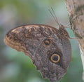 Owl Butterfly — Original Bugg Creation