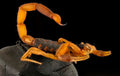 Scorpion — Original Bugg Creation