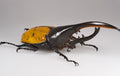 Hercules Beetle — Original Bugg Creation
