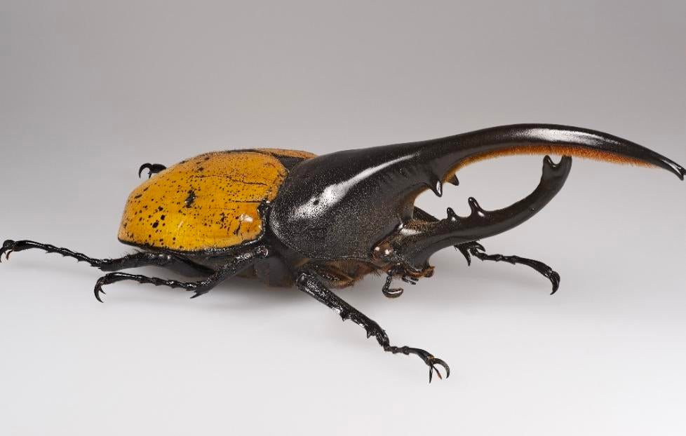 Hercules Beetle — Original Bugg Creation