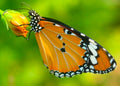 Queen Butterfly — Original Bugg Creation