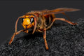 European Hornet — Original Bugg Creation