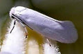 Yucca Moth — Original Bugg Creation