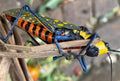 Xenocatantops Grasshopper — Original Bugg Creation