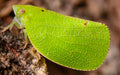 Planthopper — Original Bugg Creation