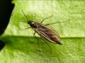 Fungus Gnat — Original Bugg Creation