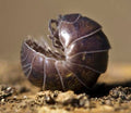 Pill Bugg (Roly-Poly) — Original Bugg Creation