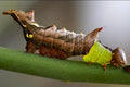 Unicorn Caterpillar — Original Bugg Creation