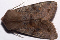 Quaker Moth — Original Bugg Creation