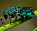 Neon Cuckoo Bee — Original Bugg Creation