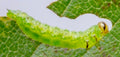 Zigzag Sawfly — Original Bugg Creation