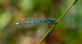 Damselfly — Original Bugg Creation