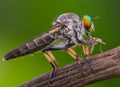 Robber Fly — Original Bugg Creation