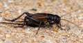 Field Cricket — Original Bugg Creation