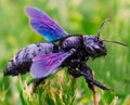 Violet Carpenter Bee — Original Bugg Creation