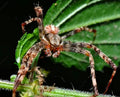 Yunnan Spiny Spider — Original Bugg Creation