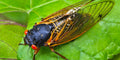 Cicada-Original Bugg Creation