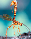 Ichneumon Wasp — Original Bugg Creation