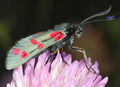 Zygaena Moth — Original Bugg Creation