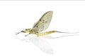 Mayfly — Original Bugg Creation