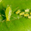 Aphid — Original Bugg Creation